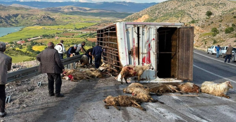 Erzincan'da Canlı Hayvan Taşıyan Kamyon Kazası