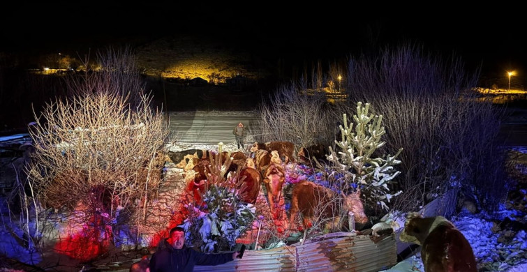 Erzincan'da Devrilen Tırdaki Büyükbaş Hayvanlar Kurtarıldı