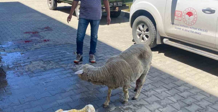 Erzincan'da doğum sırasında sorun yaşayan koyun sağlıklı bir kuzu doğurdu