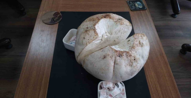 Erzincan'da Futbol Topuna Benzeyen Dev Mantar Bulundu