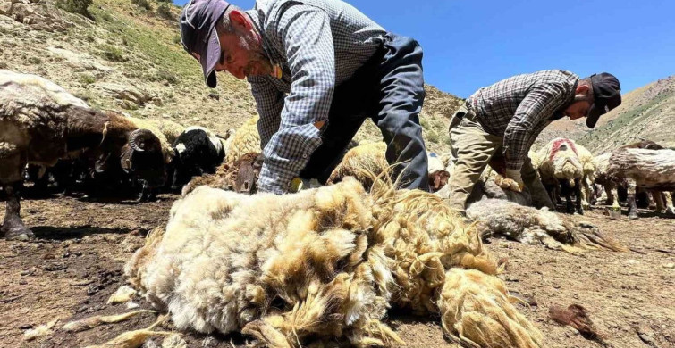Erzincan'da havaların ısınmasıyla koyunlar 3 dakikada kırkılıyor