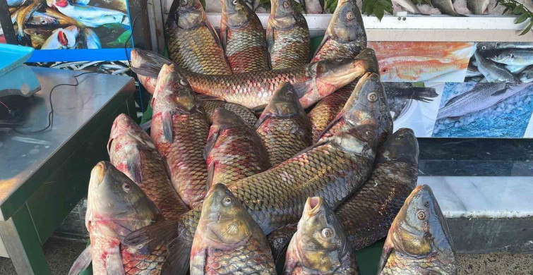 Erzincan'da İç Sularda Av Yasağı Başladı