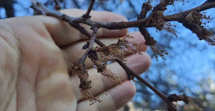 Erzincan'da Kayısı Ağaçlarına Soğuk Şok