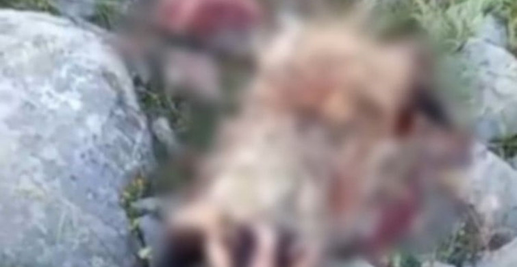 Erzincan'da köpeklerin saldırısına uğrayan porsuk telef oldu