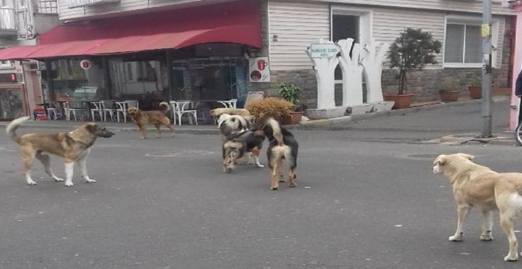 Erzincan'da Korku Dolu Anlar: Ekmek Almaya Giderken Saldırıya Maruz Kaldı!