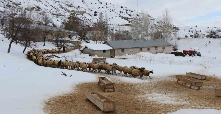 Erzincan'da Küçükbaş Hayvancılığa Destek Projesi Başladı