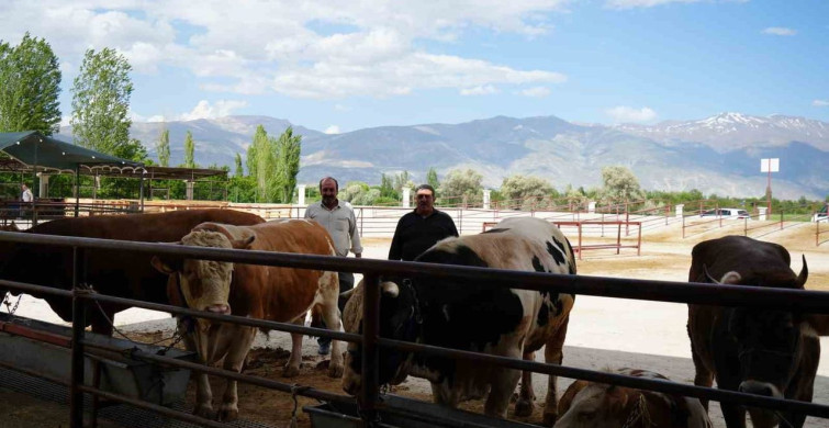 Erzincan'da Kurban Bayramı Öncesi Hayvan Pazarı Canlandı