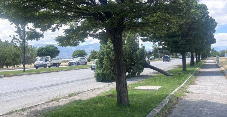 Erzincan'da kuvvetli rüzgar doğaya ve yapıya zarar verdi