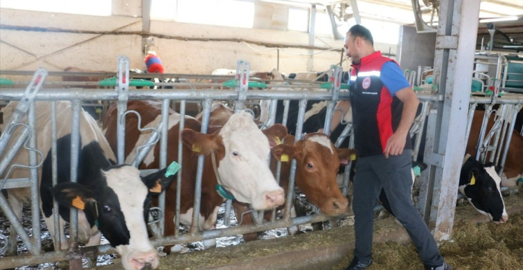 Erzincan'da Şap Hastalığına Karşı Aşılamalar Yoğunlaşmakta