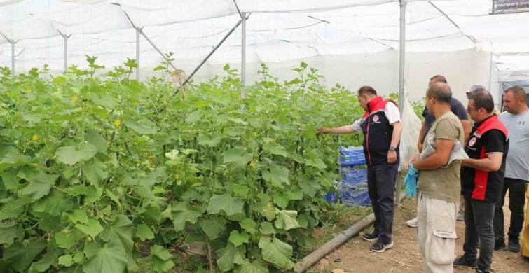Erzincan'da seracılık yatırımları üretimi artırıyor