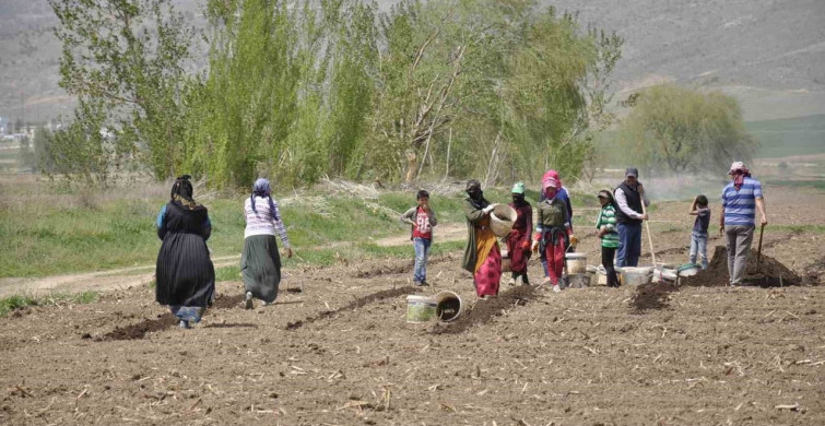 Erzincan’da tarımın görünmeyen kahramanları: mevsimlik işçiler