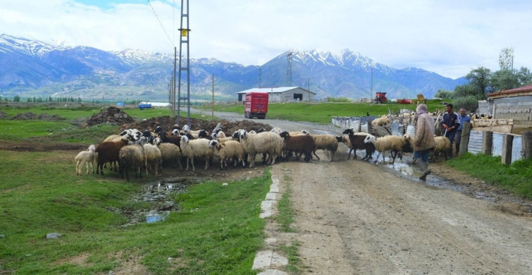 Erzincan'da Tulum Peyniri İçin Yayla Yolculuğu Başladı