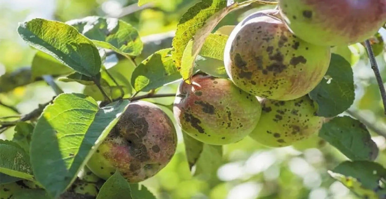 Erzincan'da Üreticilere Kara Leke Hastalığı Uyarısı