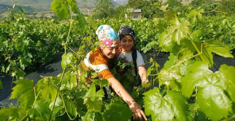 Erzincan'da yaprak hasadı üzümden önce başladı