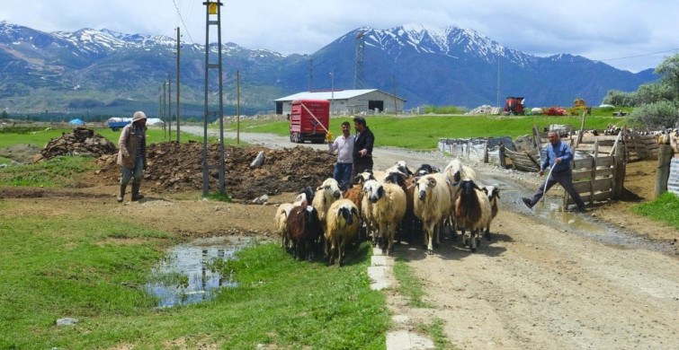 Erzincan'da Yayla Yolculuğu Zorluklarla Başladı