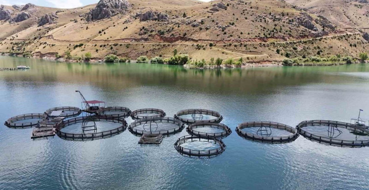 Erzincan'da yetişen alabalıklar, Trabzon ve Elazığ'da somona dönüşüyor