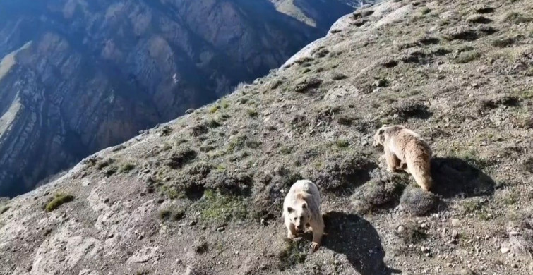 Erzincan'da Yetiştiricinin Drone ile Ayılara Olan Eğlenceli Tepkisi