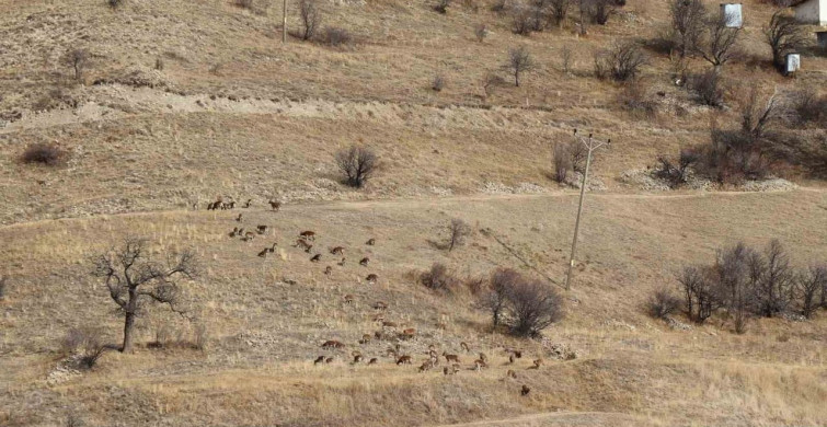 Erzurum'da av turizmi için 7 yaban keçisi ihale edilecek