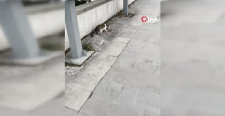 Erzurum'da Fare, Kediden Kurtulmak İçin Ölü Taklidi Yaptı