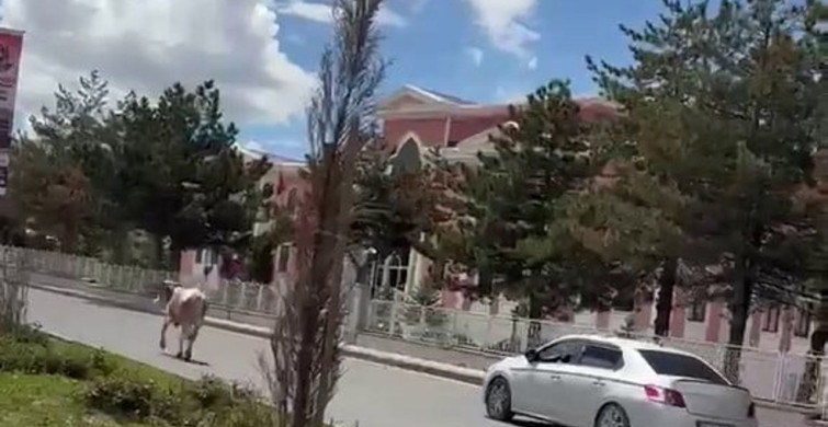 Erzurum'da Kurban Bayramı Öncesi Kaçak Kurbanlık Krizi