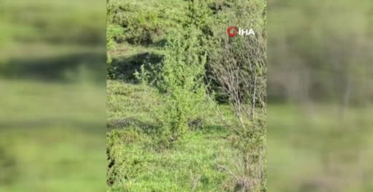 Erzurum'da nesli tehdit altındaki vaşak görüntülendi