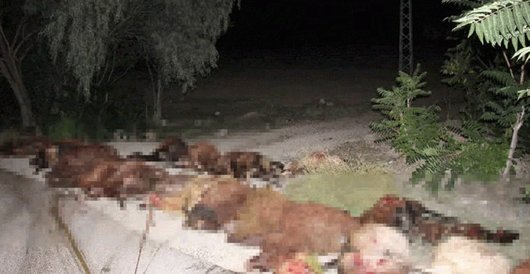 Erzurum'da Otomobil Sürünün Arasına Daldı: 40 Koyun Telef Oldu