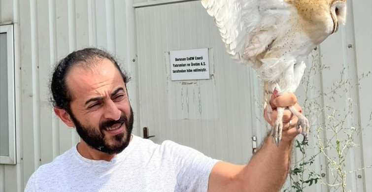 Erzurum'da Peçeli Baykuş Doğaya Kavuştu