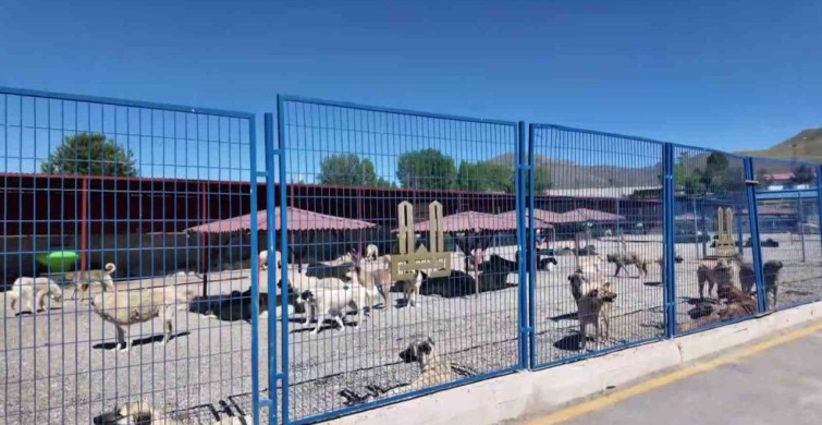 Erzurum'da Sokak Köpekleri Sorunu Çözümü