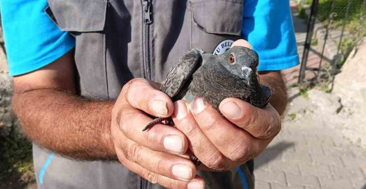 Erzurum'da temizlik işçisi güvercini kurtardı