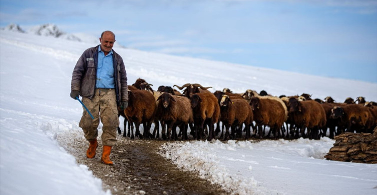 Erzurum'daki Besicilerin Kar Mücadelesi