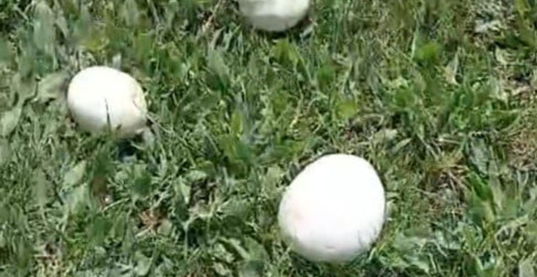 Erzurum’un Dağlarında Mantar Bereketi