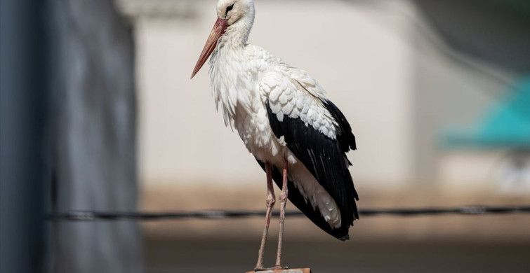 Eskikaraağaç'ın İlk Leyleği: Yaren ve Nazlı