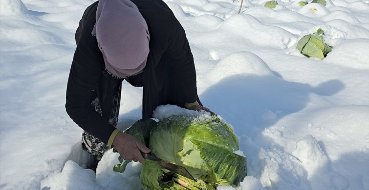 Eskipazar Lahanasında 1250 Ton Rekolte Beklentisi