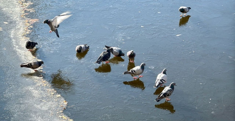 Eskişehir'de Buz Tutan Porsuk Çayı'nda Güvercinlerin Yiyecek Arayışı