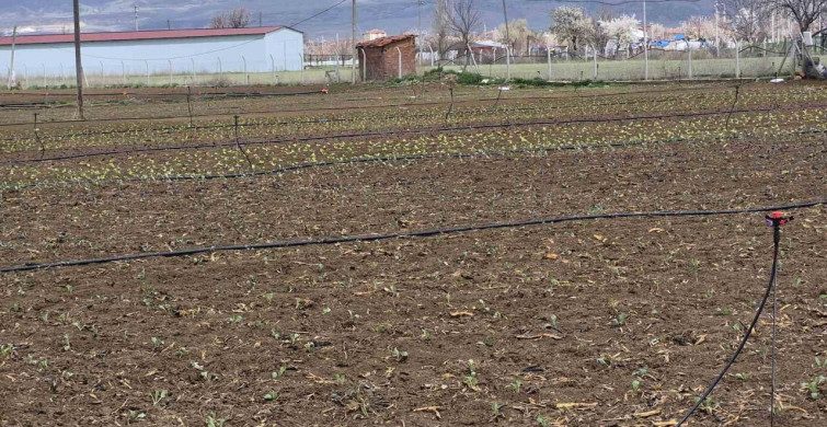 Eskişehir'de İlk Tohum ve Fideler Toprakla Buluştu