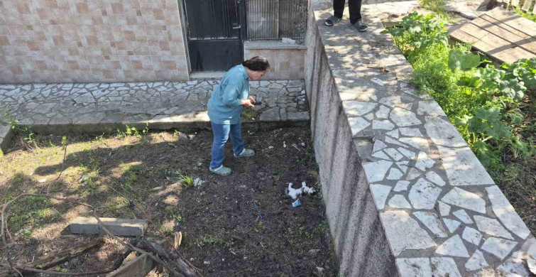 Eskişehir'de Kediler Zehirlenerek Telef Oluyor