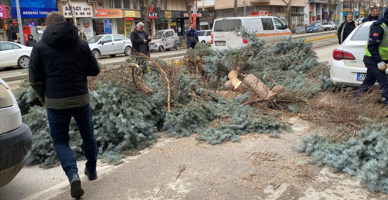 Eskişehir'de Kuvvetli Rüzgar Ağaçları Deviriyor