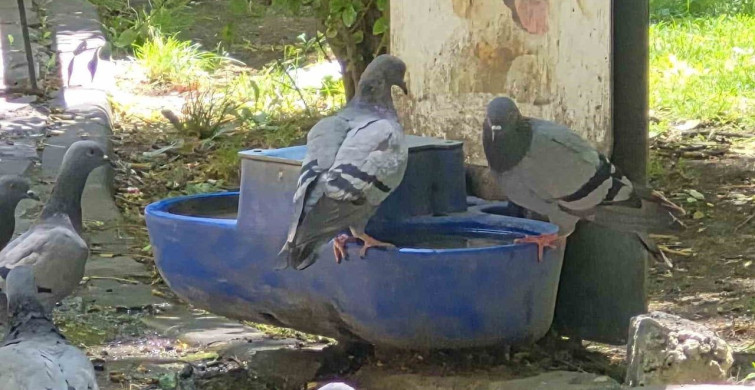 Eskişehir'de su kaplarındaki güvercinler dikkat çekti