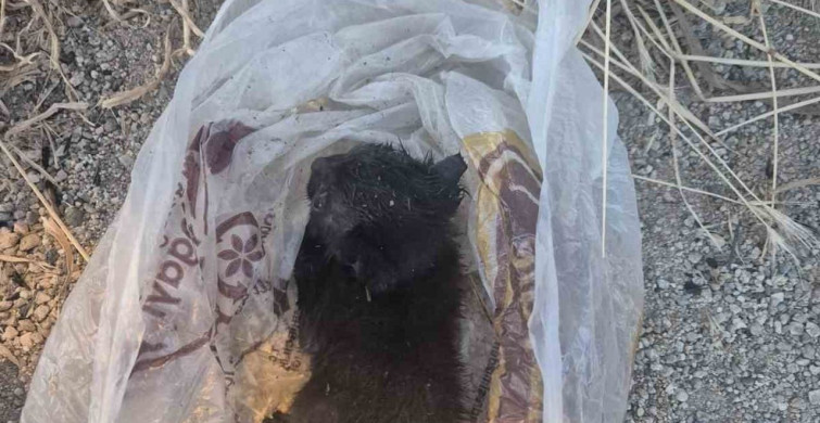 Eskişehir'de yavru kedi poşette çöpe atıldı, vatandaş tarafından kurtarıldı
