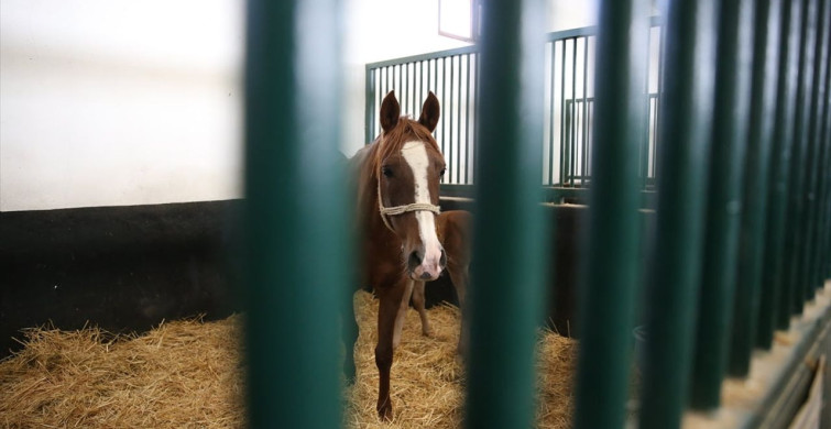 Eskişehir'deki Anadolu Tarım İşletmesi'nde Tay Satışı Planları