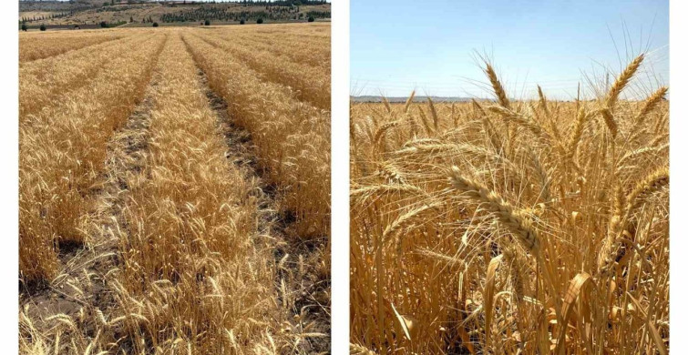 ETİ'nin Kurak İklim Koşullarına Dayanıklı Kanatlı Buğdayı
