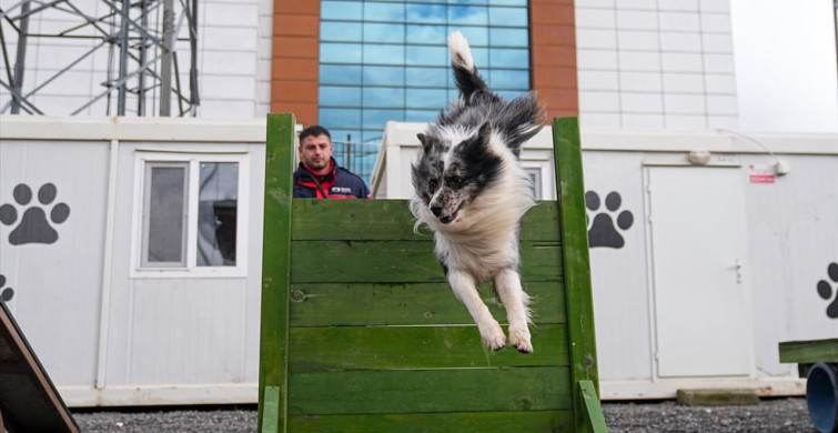 Evdeki Can Dostları Arama Kurtarma İçin Eğitiliyor