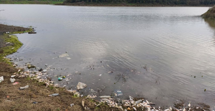 Eyüpsultan ve Sultangazi'deki Yosun Patlaması Balık Ölümlerine Neden Oldu