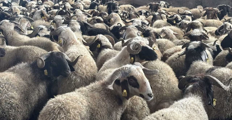 Eyyübiye Belediyesi'nden Ramazan Yardımları