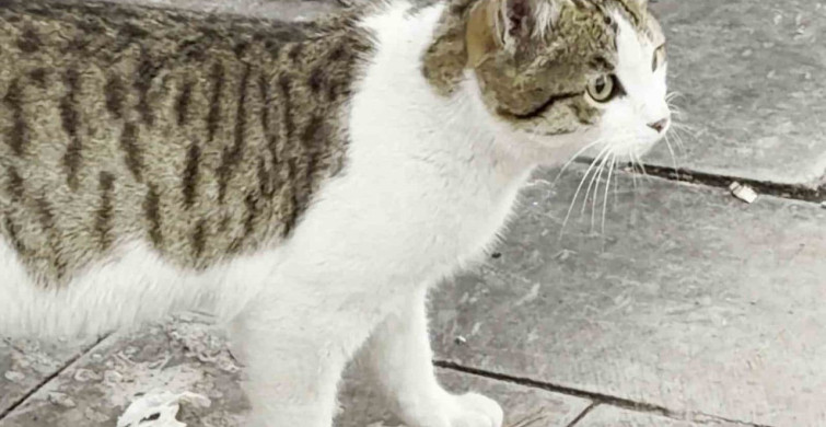 Fareden Oscarlık Performans: Ölü Taklidi ile Kediden Kurtuluş