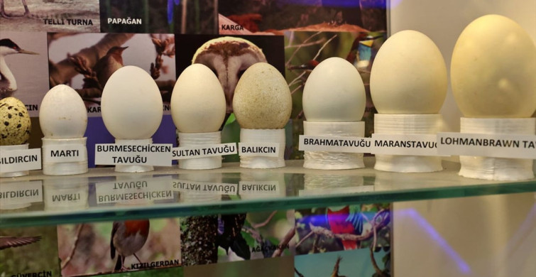 Fatih Ortaokulu'nda Doğa Müzesi ile Eğitimde Yenilik