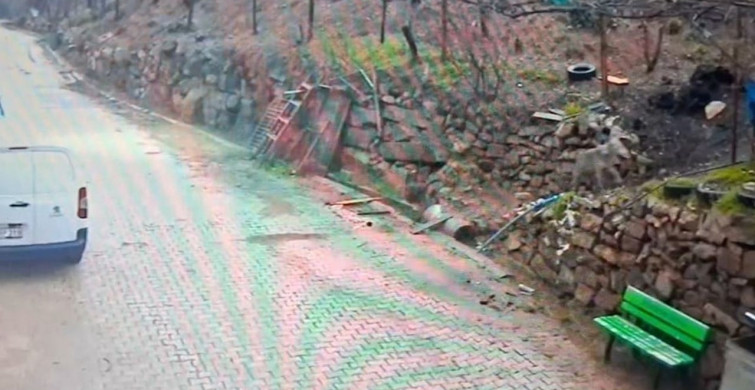 Feke İlçesinde Kurt Görüntüleri Kaydedildi