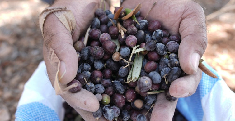 Filistinliler Zeytin Hasadında Güvenlik Endişesi Yaşıyor