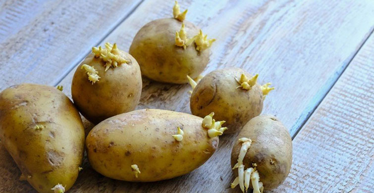 Filizlenen Patatesin Zararları