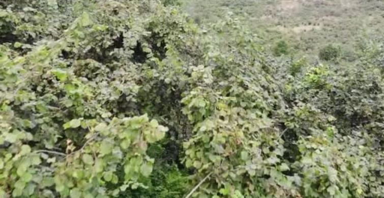 Fındık bahçelerinde ot temizliği maliyetleri artırıyor